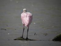 Roseate Spoonbill napping 